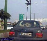 تصویر ، حمل گوساله با پراید!